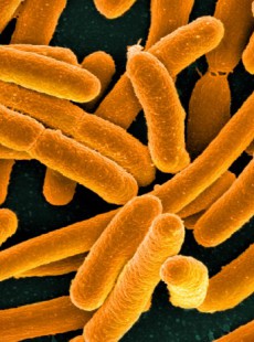 bacteries-intestinales-obesite